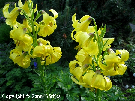 Lilium monadelphum, keltalilja